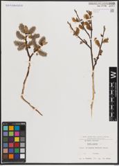 Foto von Salix caprea L.